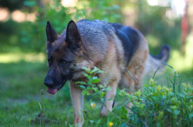 Güzel genç kahverengi Alman çoban köpek yakın yürürken. Alsatian kurt köpek ya da yeşil çim zemin üzerine Alman çoban köpek