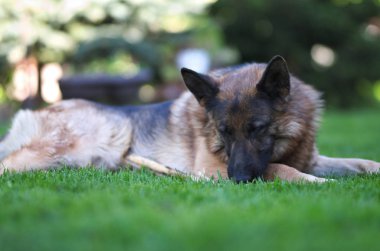 Güzel genç kahverengi Alman çoban köpek yakın kadar yalan. Alsatian kurt köpek ya da yeşil çim adam Alman çoban köpeği