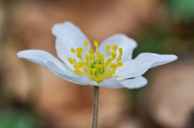 Windflower sping, makro closeup içinde