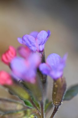 Makro closeup Ciğer otu