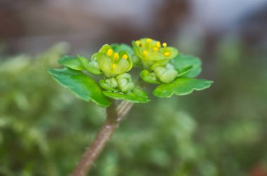 Makro fotoğraf çiçeği Chrysosplenium alternifolium, altın-saxifrage, alternatif yapraklı