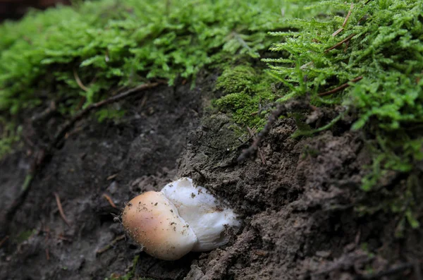 Pilze Die Kopfüber Wachsen Steinpilze Steinpilze Steinpilze Steinpilze — Stockfoto