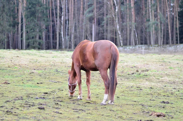 冬にフィールドの草を食べる茶色の馬 — ストック写真