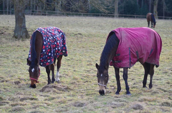 Dos Caballos Marrones Con Manta Caballo Comiendo Hierba Campo Invierno —  Fotos de Stock