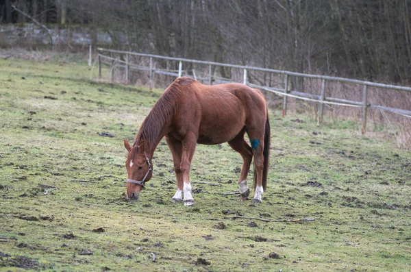 冬天在田野上吃草的棕色马 — 图库照片
