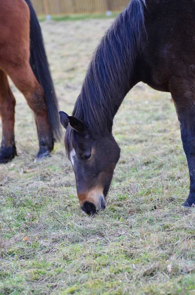 冬天在田野上吃草的棕色马 英国纯种 — 图库照片
