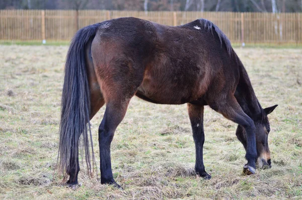 Caballo Marrón Comiendo Hierba Campo Invierno English Thoroughbred —  Fotos de Stock