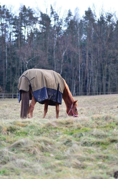棕色马毯子吃草在田野上的冬天 — 图库照片