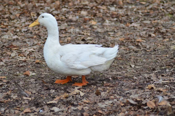 Witte Eend Lopen Grond — Stockfoto