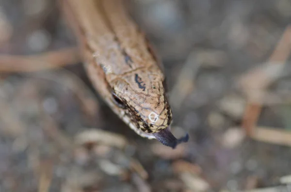 慢蠕虫或盲虫 之一杆菌 慢蠕虫蜥蜴经常被误认为是蛇 他的食物一般是害虫昆虫 专注于眼睛 — 图库照片