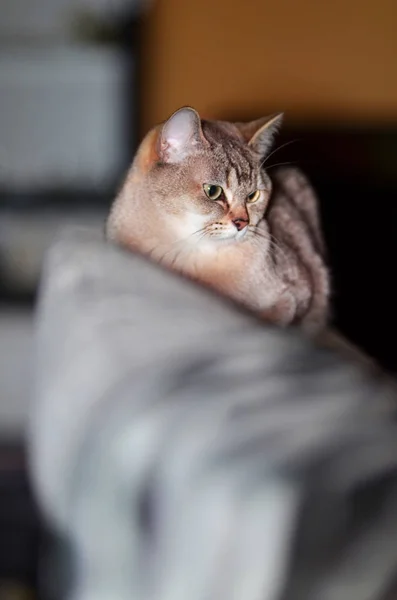 Gato Mentiroso Retrato Gato Birmilla — Fotografia de Stock