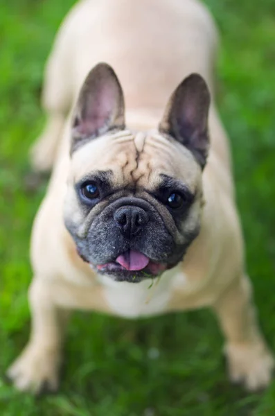 Portrait Rapproché Bouledogue Français — Photo