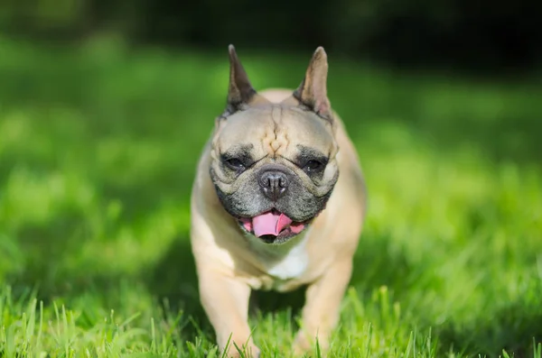 Portrait Rapproché Bouledogue Français — Photo