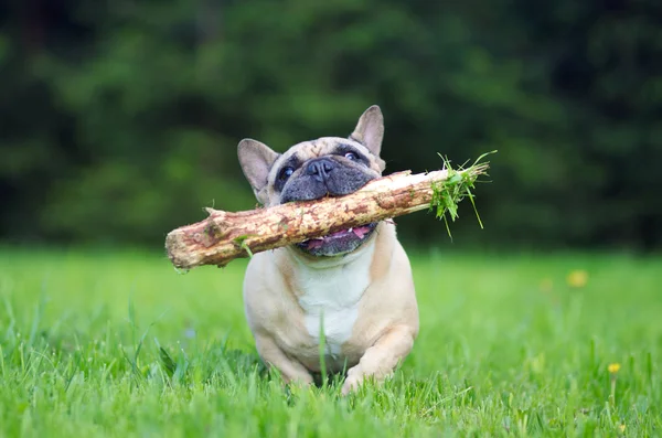 Close up portrait of a French Bulldog, running with stick in mouth