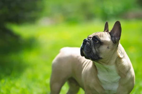 Portrait Rapproché Bouledogue Français — Photo