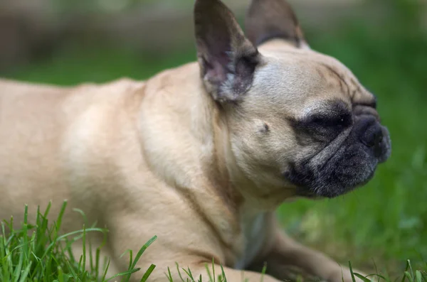 Gros Plan Portrait Bouledogue Français Allongé Dans Herbe — Photo