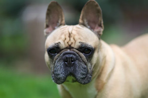 Portrait Rapproché Bouledogue Français — Photo