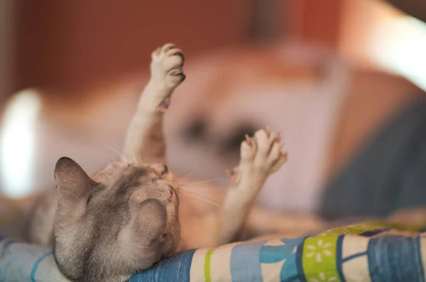 Uma Mulher Brincando Com Gato Deitado Costas Mostrando Suas Coxas — Fotografia de Stock