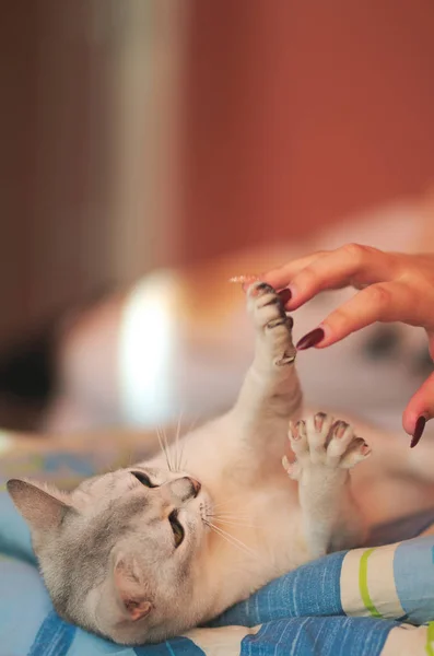 Uma Mulher Brincando Com Gato Deitado Costas Mostrando Suas Coxas — Fotografia de Stock