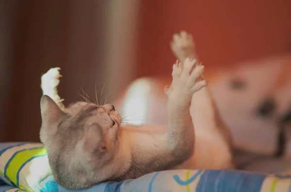 Uma Mulher Brincando Com Gato Deitado Costas Mostrando Suas Coxas — Fotografia de Stock