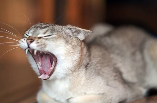 Esnemek Kedi Portre Burmilla Kedi — Stok fotoğraf