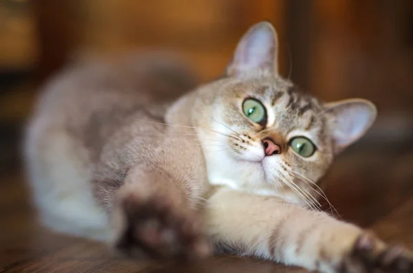 Portrait Lying Burmilla Cat — Stock Photo, Image