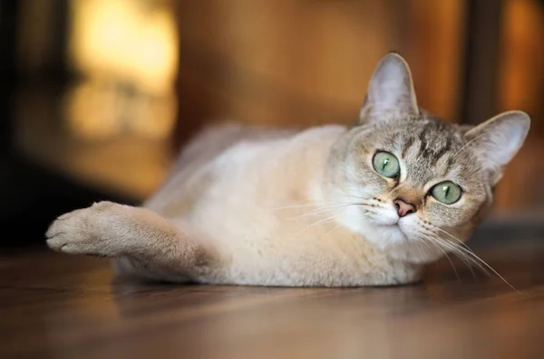 Yalancı Burmilla kedi portresi