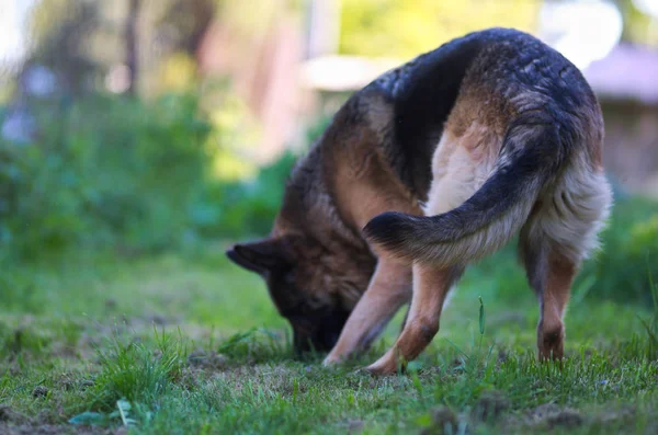 Searchning 美丽的幼褐色德国牧羊犬关闭 阿尔萨斯狼狗或德国牧羊犬的绿色草地背景 — 图库照片
