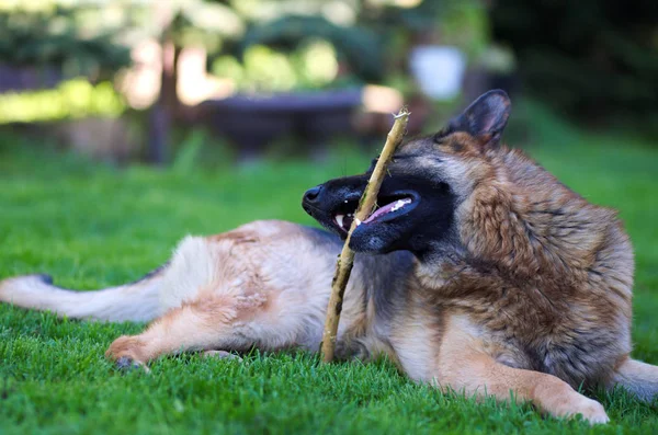 躺在美丽的年轻棕色德国牧羊犬关闭 阿尔萨斯狼狗或德国牧羊犬的绿色草地背景 — 图库照片