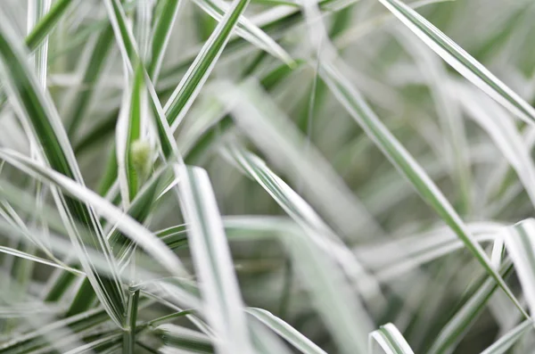 White Green Sharp Leaf — Stock Photo, Image