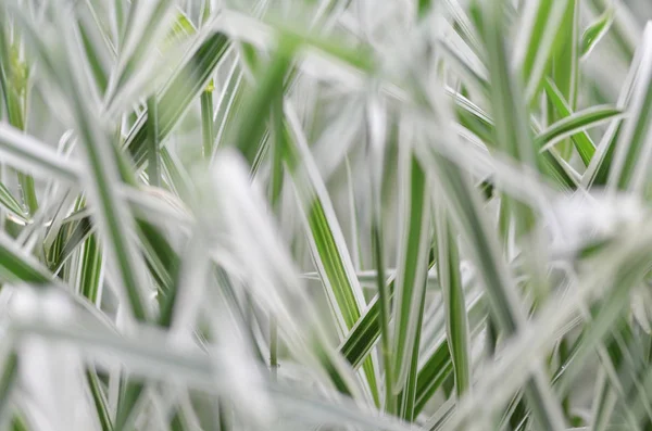 Biały Zielony Liść Ostry — Zdjęcie stockowe