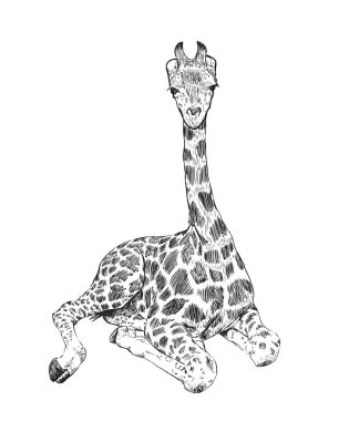 Çizilmiş zürafa el, vektör çizim kroki.