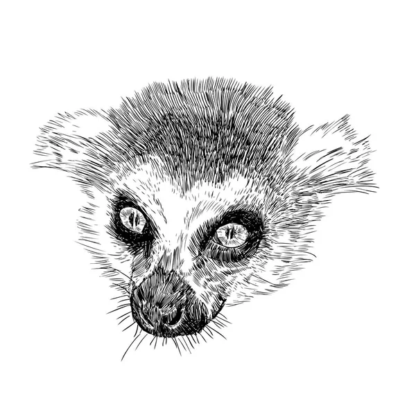 Hand Getekend Dier Hoofd Van Lemur Catta Vector Illustratie Vintage — Stockvector