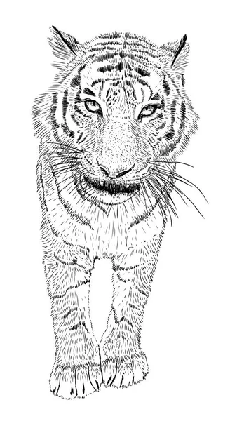 Vector Dibujado Mano Tigre Blanco Negro Aislado Sobre Fondo Blanco — Archivo Imágenes Vectoriales