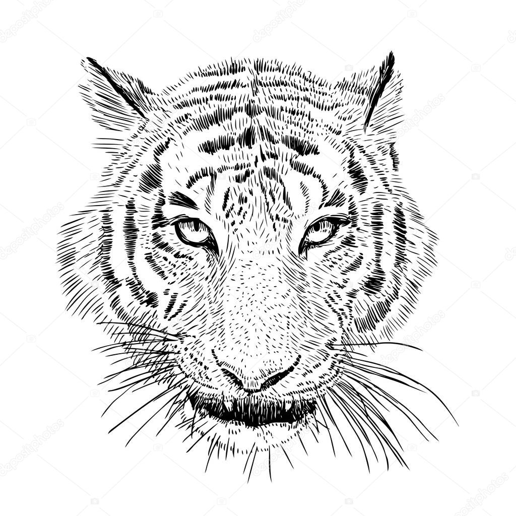 Hand drawn vector black and white artistic portrait of tiger head isolated on white background. Wild cat illustration. Ink drawing