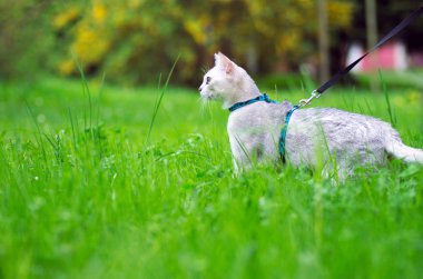 Burmilla kedi bir leash üzerinde