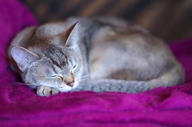 Yalancı altın burmilla kedi, genç kedi