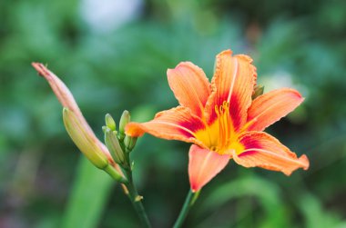 Yeşil Portakal daylily arka plan bulanık. Çeşitli gün lily bud yakın çekim.
