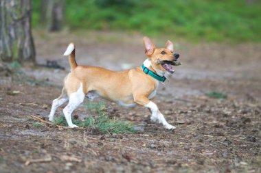 Çalışan jack russel terrier, köpek. Portre fotoğraf