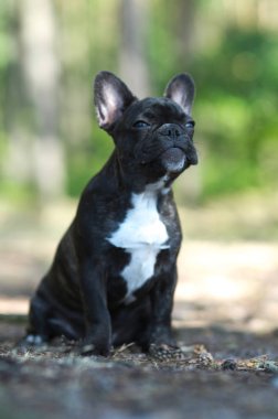 Fransız buldozer, portre parkta oturan