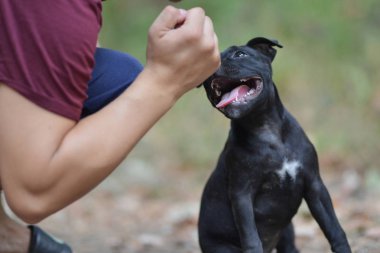 Staffordshire boğa korkunç köpek, portre fotoğraf oturuyor. Adam hareketi ile
