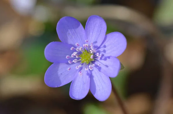Hepatica Kora Tavaszi Virág Erdőben — Stock Fotó