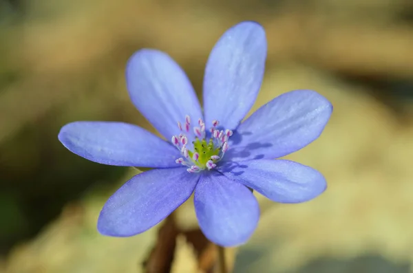 Hepatica Kora Tavaszi Virág Erdőben — Stock Fotó