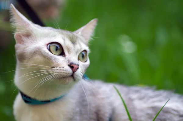 Burmilla kedi tasmalı, portre fotoğraf