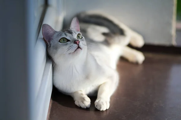 Gümüş burmilla kedi, genç kedi yalan