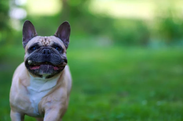 Gros Plan Portrait Bouledogue Français Courant Avec Bâton Dans Bouche — Photo