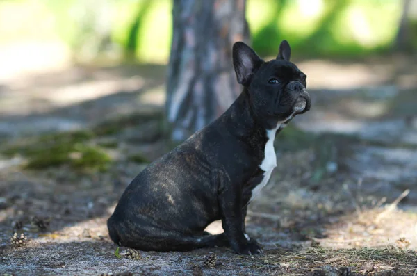 Bouledogue Français Assis Portrait Photo — Photo