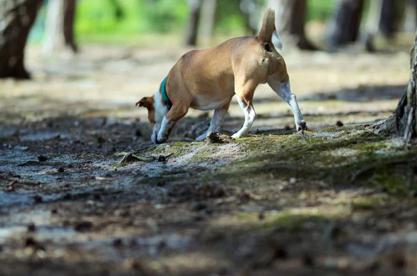 Sniffing jack russel terrier, dog. Portrait photo