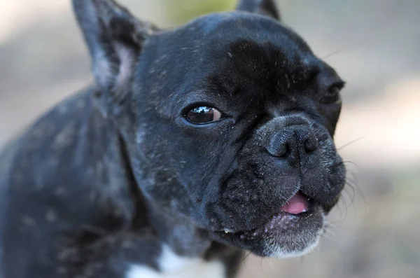 Bouledogue Français Portrait Photo — Photo