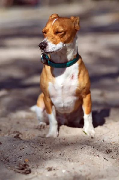 Jack Russel Terrier Sentado Cão Retrato Foto — Fotografia de Stock